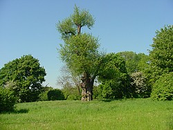 Bild des Naturdenkmals Rüster bei Pfungstadt