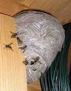 Foto: Nest der sächsischen Wespe