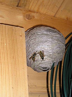 Foto: Nest der sächsischen Wespe