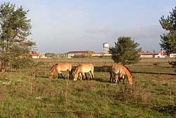 Przewalski-Pferde als Landschaftspfleger